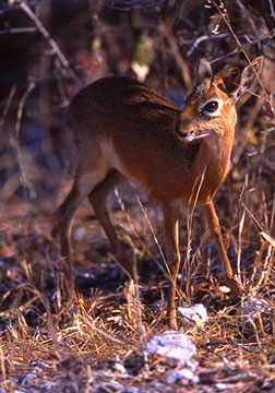 dik dik kenya
